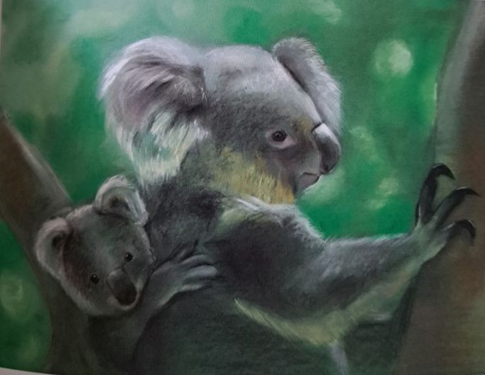 Koala